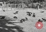 Image of black foxes Seattle Washington USA, 1934, second 14 stock footage video 65675061007