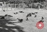 Image of black foxes Seattle Washington USA, 1934, second 15 stock footage video 65675061007