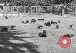 Image of black foxes Seattle Washington USA, 1934, second 16 stock footage video 65675061007