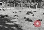 Image of black foxes Seattle Washington USA, 1934, second 17 stock footage video 65675061007