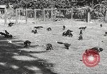 Image of black foxes Seattle Washington USA, 1934, second 18 stock footage video 65675061007