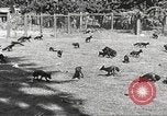 Image of black foxes Seattle Washington USA, 1934, second 19 stock footage video 65675061007