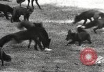 Image of black foxes Seattle Washington USA, 1934, second 20 stock footage video 65675061007
