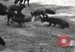 Image of black foxes Seattle Washington USA, 1934, second 21 stock footage video 65675061007