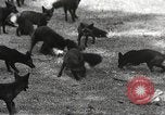 Image of black foxes Seattle Washington USA, 1934, second 22 stock footage video 65675061007
