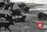 Image of black foxes Seattle Washington USA, 1934, second 23 stock footage video 65675061007