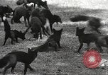Image of black foxes Seattle Washington USA, 1934, second 24 stock footage video 65675061007