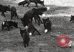 Image of black foxes Seattle Washington USA, 1934, second 25 stock footage video 65675061007