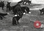Image of black foxes Seattle Washington USA, 1934, second 26 stock footage video 65675061007