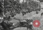 Image of black foxes Seattle Washington USA, 1934, second 32 stock footage video 65675061007
