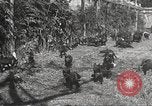 Image of black foxes Seattle Washington USA, 1934, second 35 stock footage video 65675061007