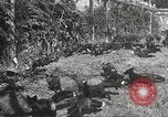 Image of black foxes Seattle Washington USA, 1934, second 36 stock footage video 65675061007