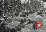 Image of black foxes Seattle Washington USA, 1934, second 37 stock footage video 65675061007