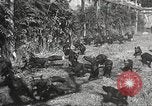 Image of black foxes Seattle Washington USA, 1934, second 40 stock footage video 65675061007