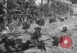 Image of black foxes Seattle Washington USA, 1934, second 41 stock footage video 65675061007