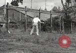 Image of black foxes Seattle Washington USA, 1934, second 49 stock footage video 65675061007