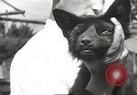 Image of black foxes Seattle Washington USA, 1934, second 55 stock footage video 65675061007