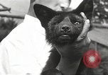 Image of black foxes Seattle Washington USA, 1934, second 56 stock footage video 65675061007
