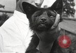 Image of black foxes Seattle Washington USA, 1934, second 57 stock footage video 65675061007