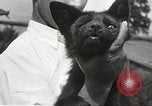 Image of black foxes Seattle Washington USA, 1934, second 58 stock footage video 65675061007