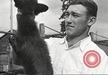 Image of black foxes Seattle Washington USA, 1934, second 61 stock footage video 65675061007