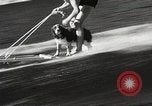 Image of Dog water skiing California United States USA, 1934, second 15 stock footage video 65675061011