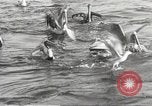 Standbild Fischer San Pedro California USA, 1932, aus Sekunde 52 historischem Filmmaterial Videoclip 65675061021