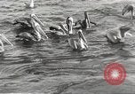 Standbild Fischer San Pedro California USA, 1932, aus Sekunde 54 historischem Filmmaterial Videoclip 65675061021