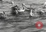 Standbild Fischer San Pedro California USA, 1932, aus Sekunde 55 historischem Filmmaterial Videoclip 65675061021