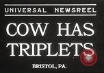 Image jeunes vaches Bristol Pennsylvania USA, 1934, de la seconde 1 séquences d'archives historiques vidéo 65675061024