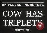 Image jeunes vaches Bristol Pennsylvania USA, 1934, de la seconde 3 séquences d'archives historiques vidéo 65675061024