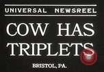 Image jeunes vaches Bristol Pennsylvania USA, 1934, de la seconde 4 séquences d'archives historiques vidéo 65675061024