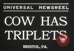 Image jeunes vaches Bristol Pennsylvania USA, 1934, de la seconde 5 séquences d'archives historiques vidéo 65675061024