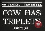 Image jeunes vaches Bristol Pennsylvania USA, 1934, de la seconde 6 séquences d'archives historiques vidéo 65675061024