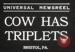 Image jeunes vaches Bristol Pennsylvania USA, 1934, de la seconde 7 séquences d'archives historiques vidéo 65675061024