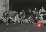 Image jeunes vaches Bristol Pennsylvania USA, 1934, de la seconde 9 séquences d'archives historiques vidéo 65675061024