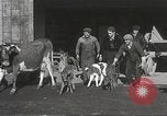 Image jeunes vaches Bristol Pennsylvania USA, 1934, de la seconde 10 séquences d'archives historiques vidéo 65675061024