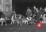 Image jeunes vaches Bristol Pennsylvania USA, 1934, de la seconde 11 séquences d'archives historiques vidéo 65675061024