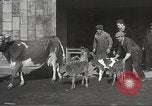 Image jeunes vaches Bristol Pennsylvania USA, 1934, de la seconde 12 séquences d'archives historiques vidéo 65675061024