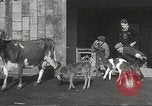 Image jeunes vaches Bristol Pennsylvania USA, 1934, de la seconde 13 séquences d'archives historiques vidéo 65675061024
