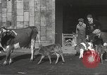 Image jeunes vaches Bristol Pennsylvania USA, 1934, de la seconde 14 séquences d'archives historiques vidéo 65675061024