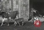Image jeunes vaches Bristol Pennsylvania USA, 1934, de la seconde 15 séquences d'archives historiques vidéo 65675061024