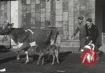 Image jeunes vaches Bristol Pennsylvania USA, 1934, de la seconde 16 séquences d'archives historiques vidéo 65675061024