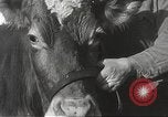 Image jeunes vaches Bristol Pennsylvania USA, 1934, de la seconde 17 séquences d'archives historiques vidéo 65675061024