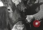 Image jeunes vaches Bristol Pennsylvania USA, 1934, de la seconde 18 séquences d'archives historiques vidéo 65675061024