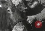 Image jeunes vaches Bristol Pennsylvania USA, 1934, de la seconde 19 séquences d'archives historiques vidéo 65675061024