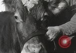 Image jeunes vaches Bristol Pennsylvania USA, 1934, de la seconde 20 séquences d'archives historiques vidéo 65675061024
