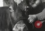 Image jeunes vaches Bristol Pennsylvania USA, 1934, de la seconde 21 séquences d'archives historiques vidéo 65675061024