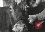 Image jeunes vaches Bristol Pennsylvania USA, 1934, de la seconde 22 séquences d'archives historiques vidéo 65675061024