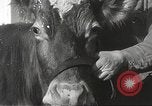 Image jeunes vaches Bristol Pennsylvania USA, 1934, de la seconde 23 séquences d'archives historiques vidéo 65675061024